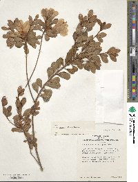 Rhododendron eriocarpum image