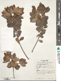 Rhododendron eriocarpum image