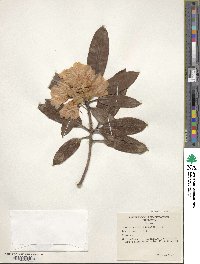 Rhododendron taliense image