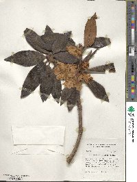 Rhododendron taliense image