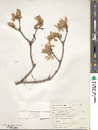 Rhododendron vaseyi image