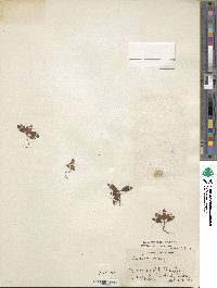 Rhododendron vaseyi image