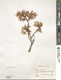 Rhododendron vaseyi image