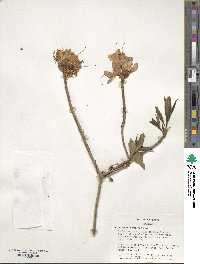 Rhododendron vaseyi image
