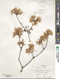 Rhododendron vaseyi image