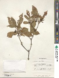 Rhododendron vaseyi image