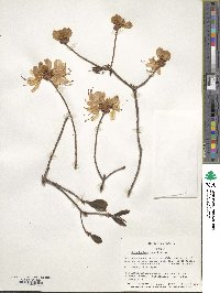 Rhododendron vaseyi image