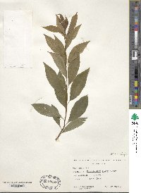 Rhododendron vaseyi image