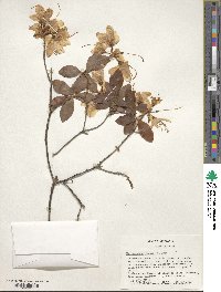 Rhododendron vaseyi image