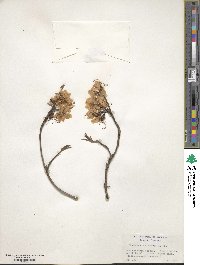 Rhododendron vaseyi image