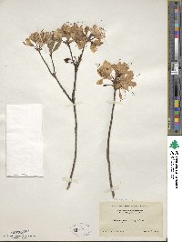 Rhododendron vaseyi image