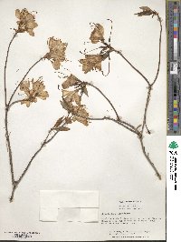 Rhododendron vaseyi image