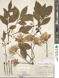 Rhododendron vaseyi image