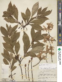 Rhododendron vaseyi image
