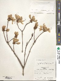 Rhododendron vaseyi image
