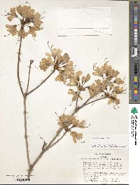 Rhododendron vaseyi image