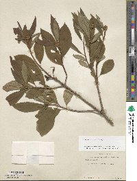 Rhododendron vaseyi image