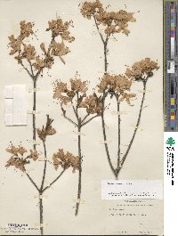 Rhododendron vaseyi image