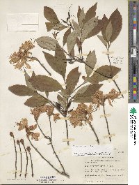 Rhododendron vaseyi image