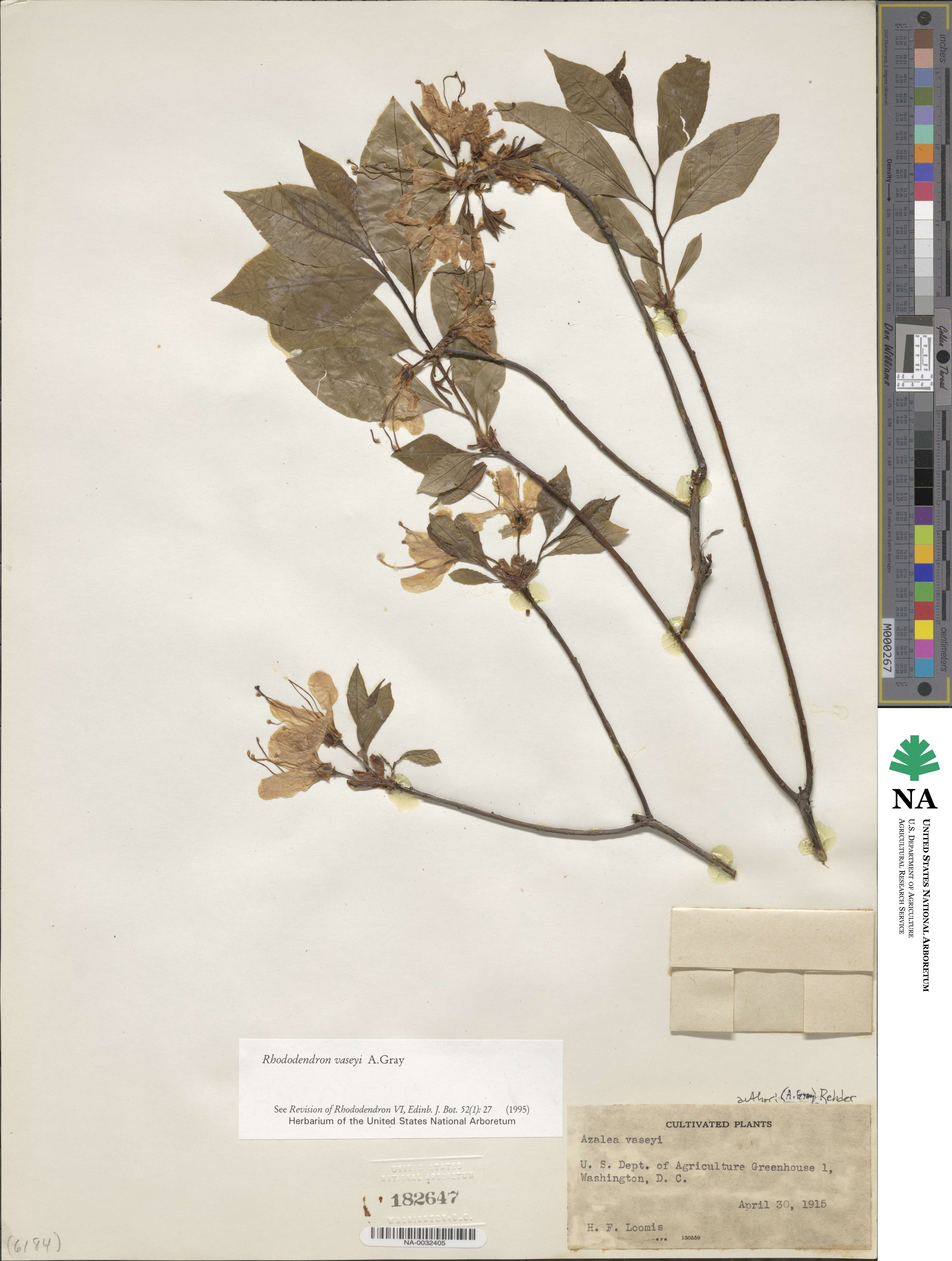 Rhododendron vaseyi image