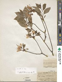 Rhododendron vaseyi image