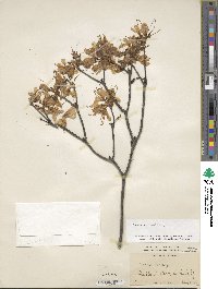 Rhododendron vaseyi image