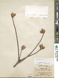 Rhododendron vaseyi image