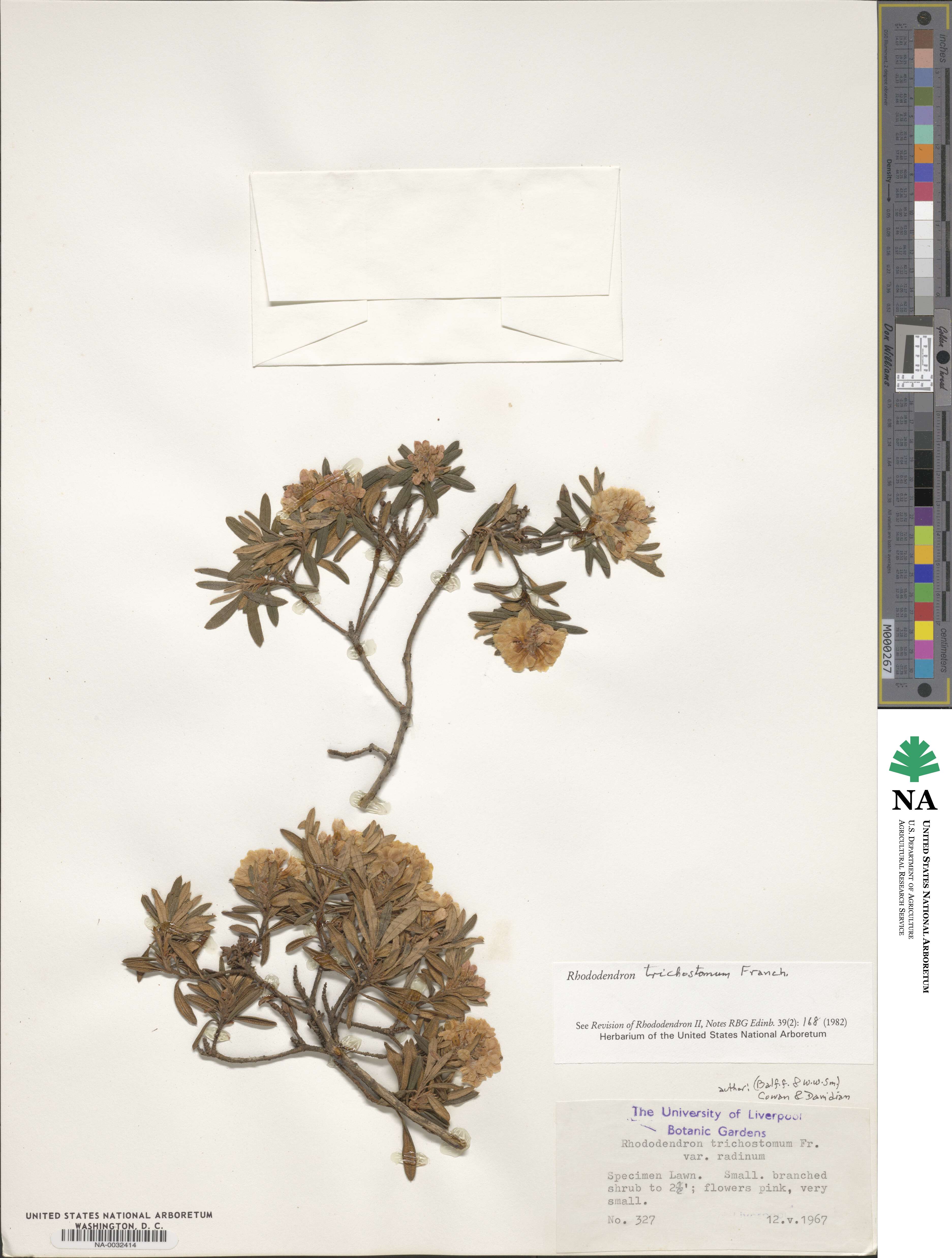 Rhododendron trichostomum image