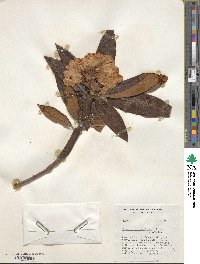 Rhododendron traillianum image