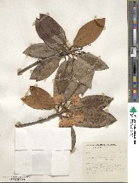 Rhododendron traillianum image