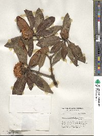 Rhododendron traillianum image