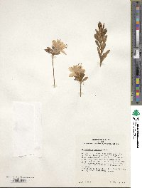 Rhododendron tosaense image