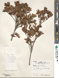 Rhododendron tosaense image