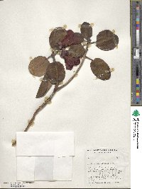 Rhododendron thomsonii image