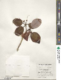 Rhododendron thomsonii image