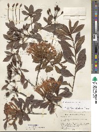 Rhododendron viscosum image