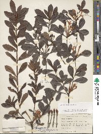 Rhododendron viscosum image
