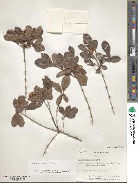 Rhododendron viscosum image