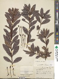 Rhododendron viscosum image