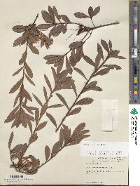 Rhododendron viscosum image