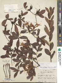 Rhododendron viscosum image