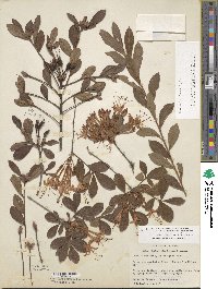 Rhododendron viscosum image