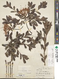 Rhododendron viscosum image