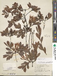 Rhododendron viscosum image