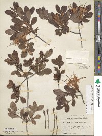 Rhododendron viscosum image