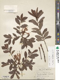 Rhododendron viscosum image