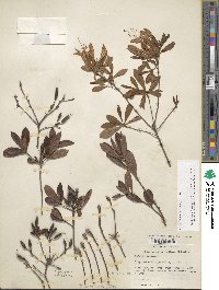 Rhododendron viscosum image
