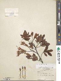 Rhododendron viscosum image