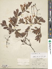 Rhododendron viscosum image