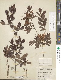 Rhododendron viscosum image